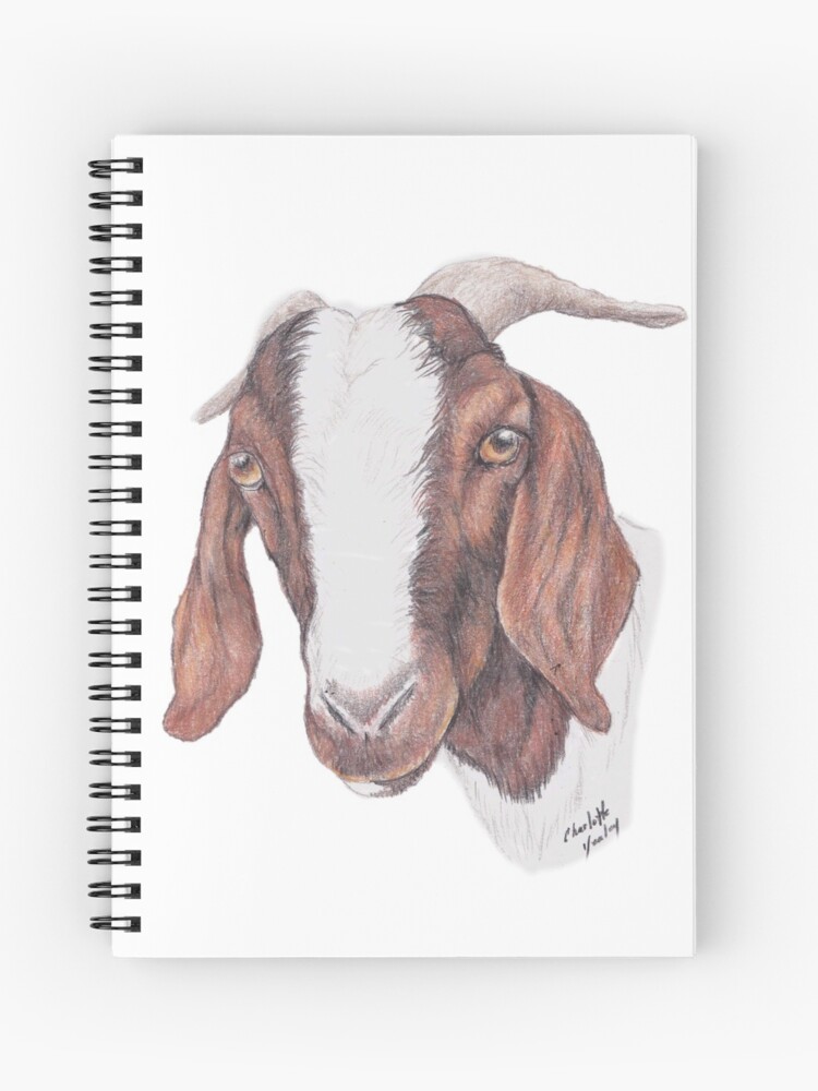 How to Draw a Goat - Learning the Ins and Outs of Goat Drawing with us