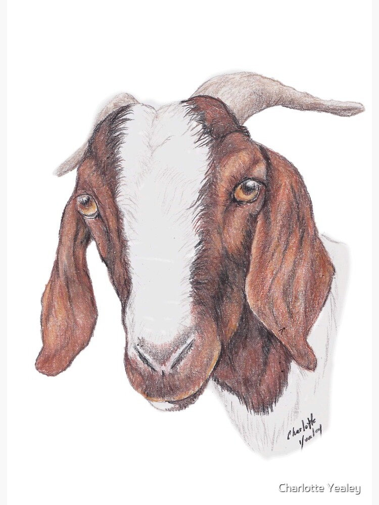 Funny Cute Animal Goat Drawing Illustration PNG Sketch Image – VinaFrog
