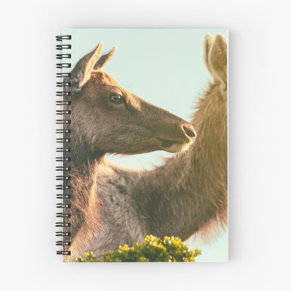 Item preview, Two Elks designed and sold by jvnimages.