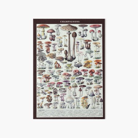 Item preview, Champignons Vintage Illustration 1 - Millot Mushroom Identification 1 designed and sold by molamode.