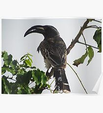 Hornbill, Somalia Poster