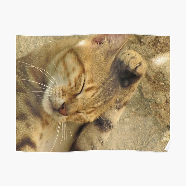 Somali cat, Somalia Poster