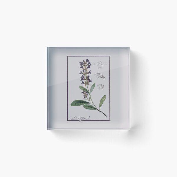 Item preview, Salvia designed and sold by Enami.