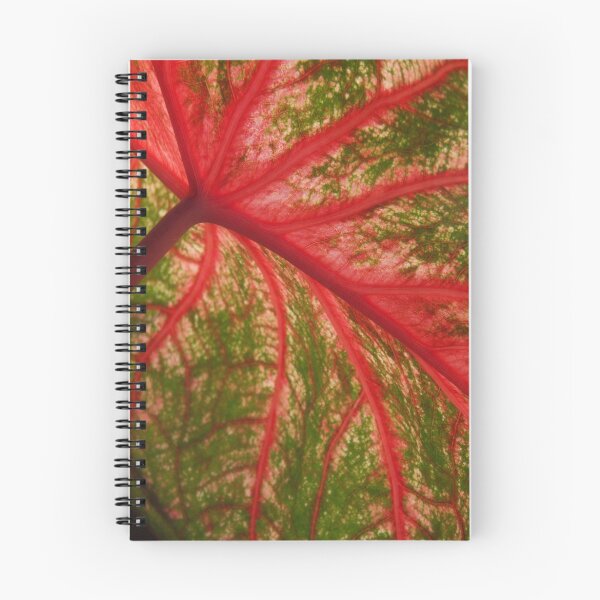 Item preview, Caladium  designed and sold by Carol and Mike Werner.