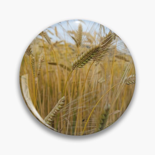 Item preview, View of Ripe barley with head bowed down  in Jeju, Jeju Island.Korea designed and sold by human8891.