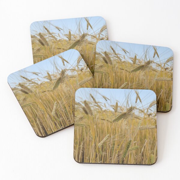 Item preview, View of Ripe barley with head bowed down  in Jeju, Jeju Island.Korea designed and sold by human8891.