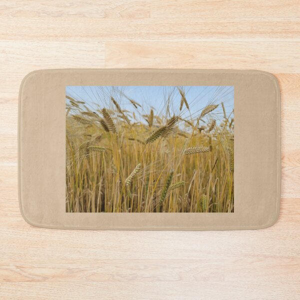 Item preview, View of Ripe barley with head bowed down  in Jeju, Jeju Island.Korea designed and sold by human8891.