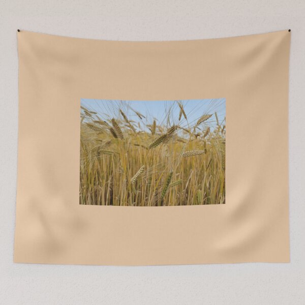 Item preview, View of Ripe barley with head bowed down  in Jeju, Jeju Island.Korea designed and sold by human8891.
