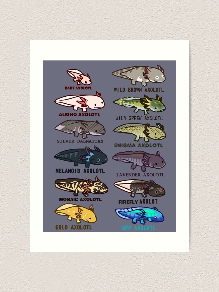 axolotl morphs and colors Art Print by IMPULSEimpact