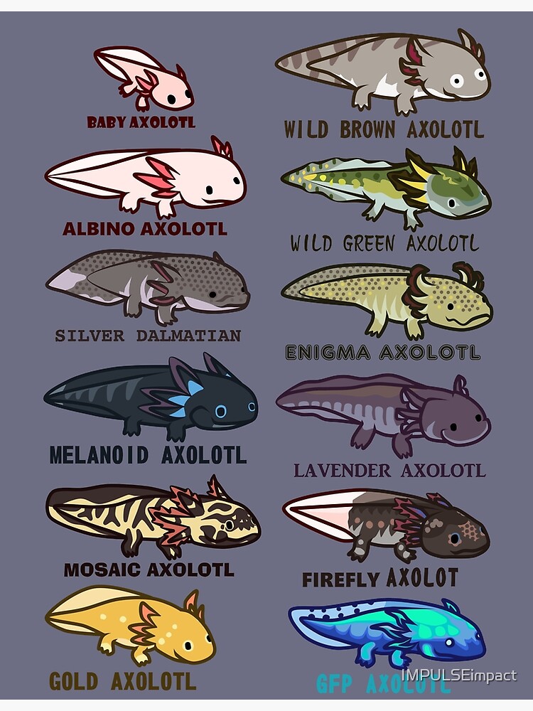 Discover axolotl morphs and colors Premium Matte Vertical Poster