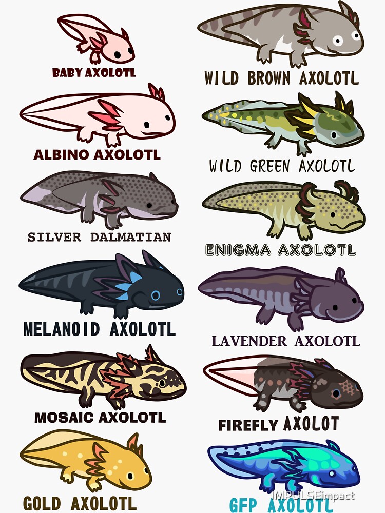 axolotl-morphs-and-colors-sticker-for-sale-by-impulseimpact-redbubble