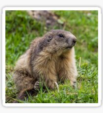 Marmotte 3-4 face_8288 Sticker