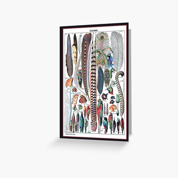 Item preview, Adolphe Millot Plumes - Vintage Bird Feathers Identification designed and sold by molamode.