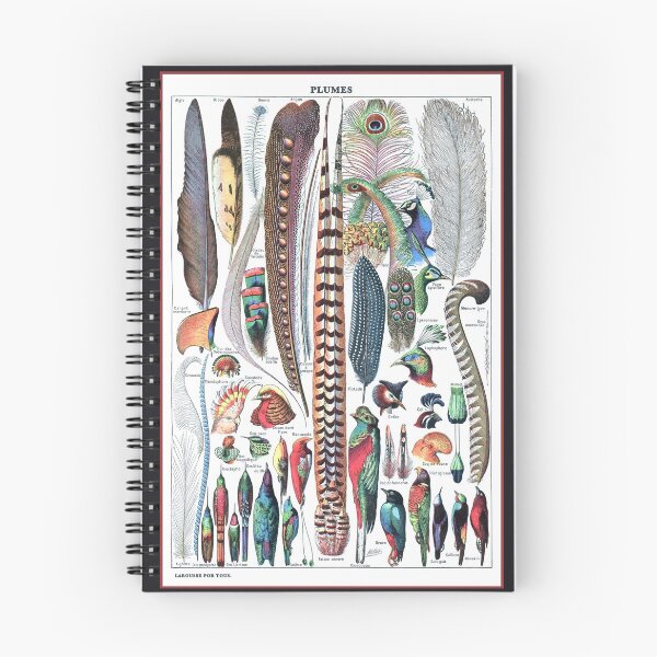 Item preview, Adolphe Millot Plumes - Vintage Bird Feathers Identification designed and sold by molamode.
