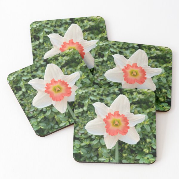 Item preview, White & Orange Daffodil designed and sold by ExploreOutdoors.