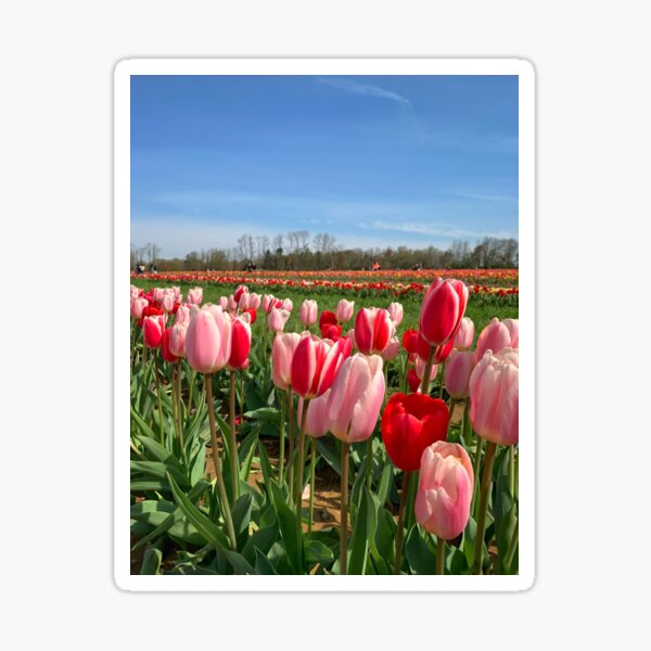 Red & Pink Tulip Field Sticker