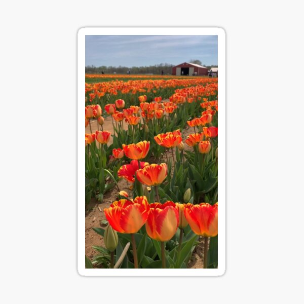 Orange Tulip Field Sticker