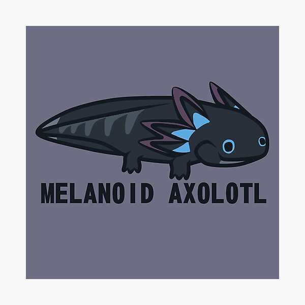 Item preview, melanoid axolotl designed and sold by IMPULSEimpact.