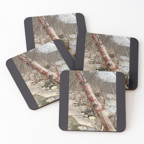 Item preview, RIVER BIRCH: Weird Plants designed and sold by Max Kindly.
