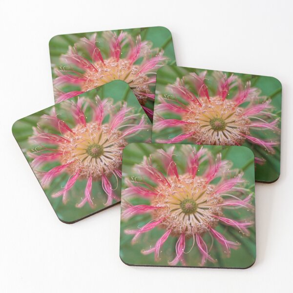 Item preview, Banksia Occidentalis  designed and sold by SallyB.Photography.