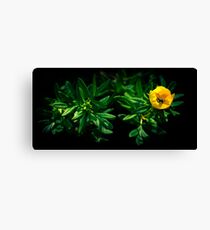 Nutrition Canvas Print