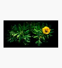 Nutrition Photographic Print