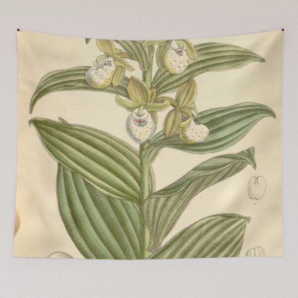 Item preview, Cypripedium californicum designed and sold by EsotericBotanic.