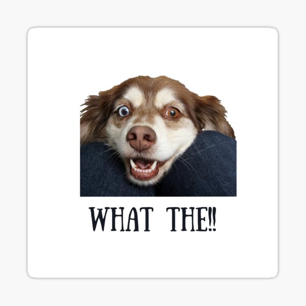 Shocked Dog Sticker