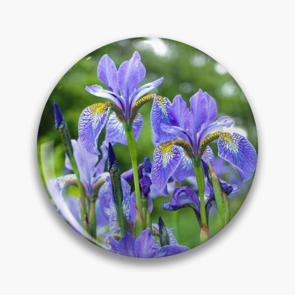 Item preview, Siberian Irises designed and sold by Alisonchambers2.