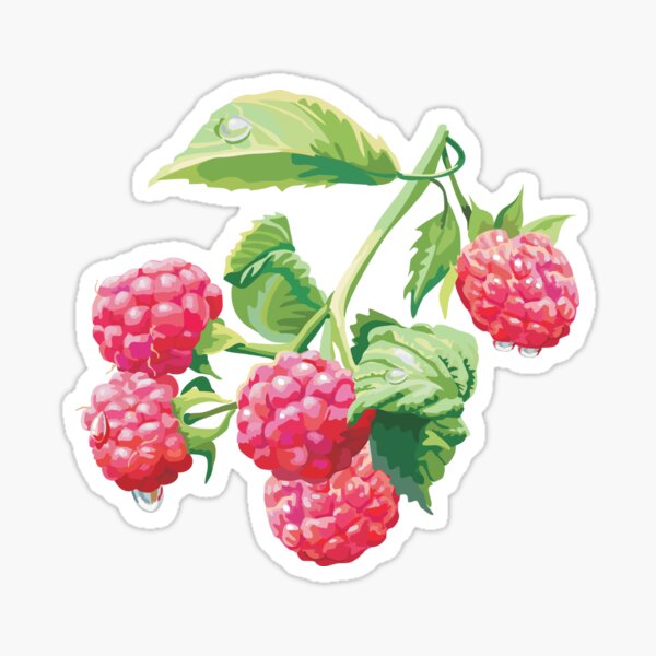 Raspberry Stickers | Redbubble