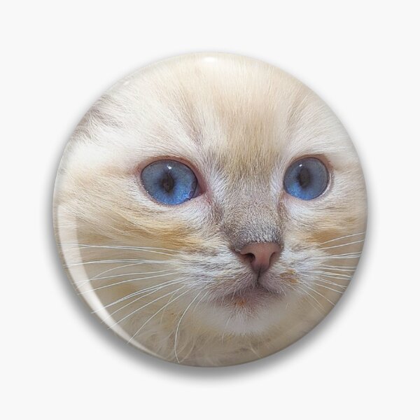 Item preview, Saoirse the ragdoll kitten designed and sold by Fluffycat2020.