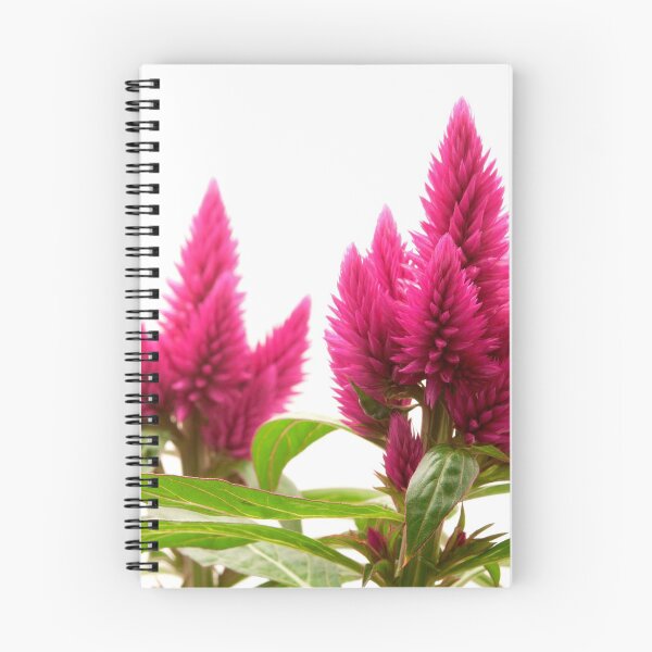 Item preview, Celosia argentea designed and sold by troianifabrizio.