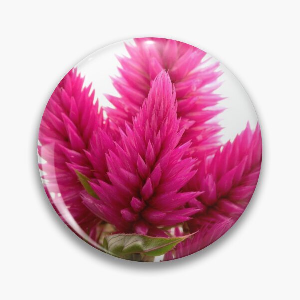 Item preview, Celosia argentea designed and sold by troianifabrizio.