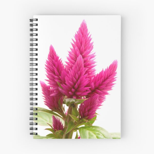 Item preview, Celosia argentea designed and sold by troianifabrizio.