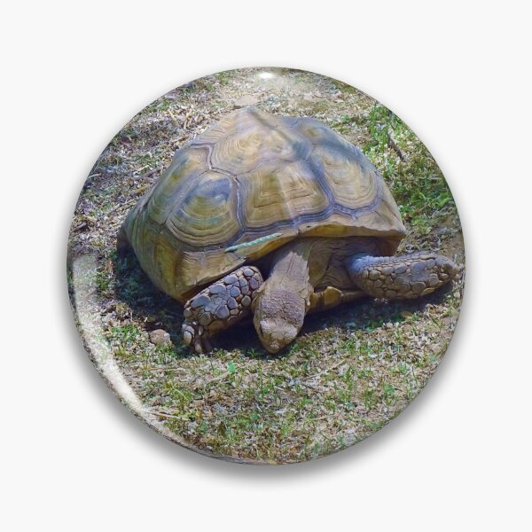 Item preview, Eastern Box Common Tortoise designed and sold by whitedove457.