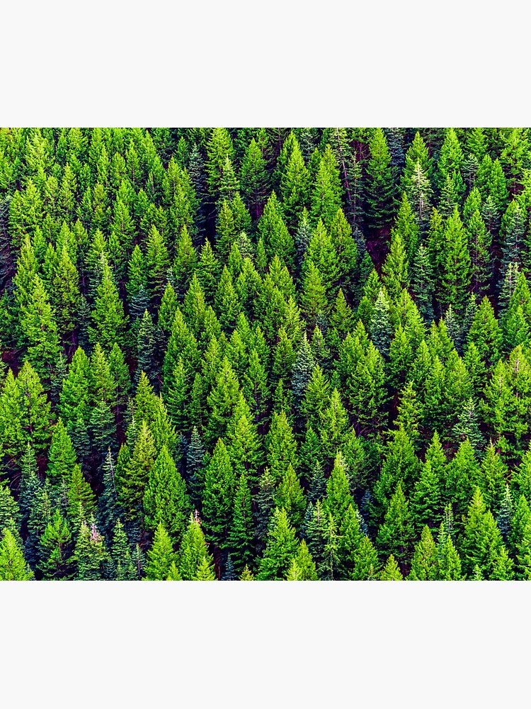 Pine trees by TnT-Merch
