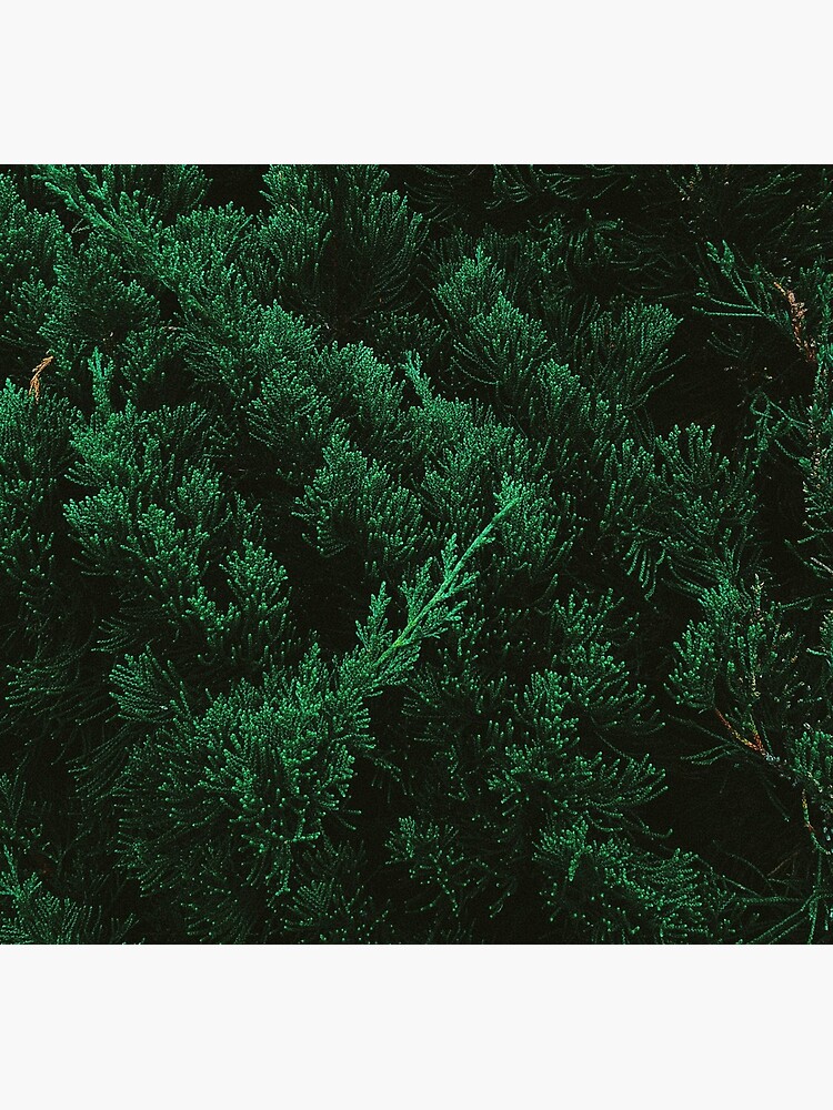 Pine trees by TnT-Merch