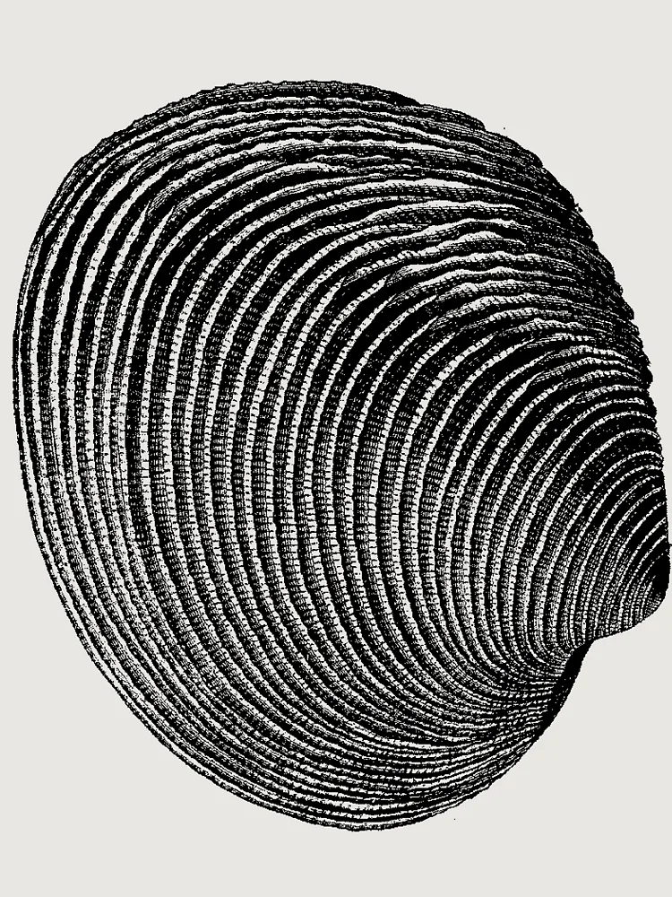 Thumbnail 6 of 6, Premium Oversized Sweatshirt, Terraced Rice Field Shell designed and sold by Quill-n-Ink.