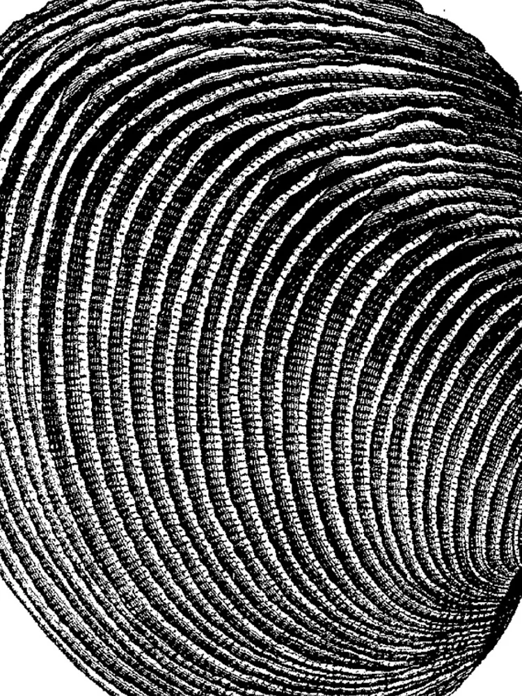 Thumbnail 4 of 4, iPhone Case, Terraced Rice Field Shell designed and sold by Quill-n-Ink.