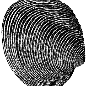 Artwork thumbnail, Terraced Rice Field Shell by Quill-n-Ink