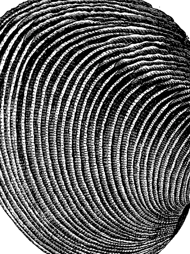 Thumbnail 3 of 3, Scarf, Terraced Rice Field Shell designed and sold by Quill-n-Ink.