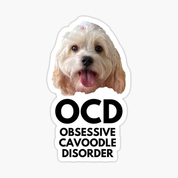 Item preview, OCD. Obsessive Cavoodle Disorder designed and sold by JellyBeenzz.