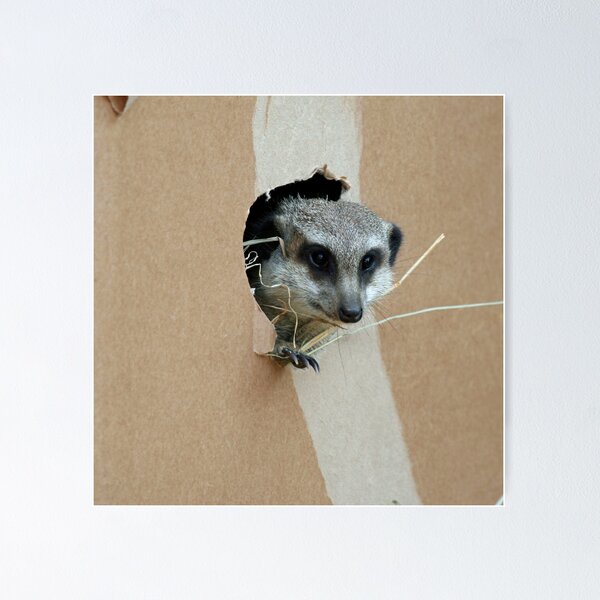 Item preview, Meerkat 071 designed and sold by JAMFoto.