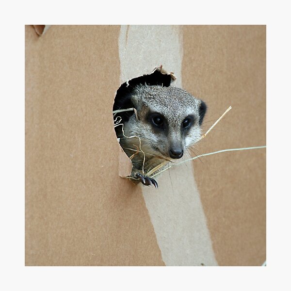 Item preview, Meerkat 071 designed and sold by JAMFoto.