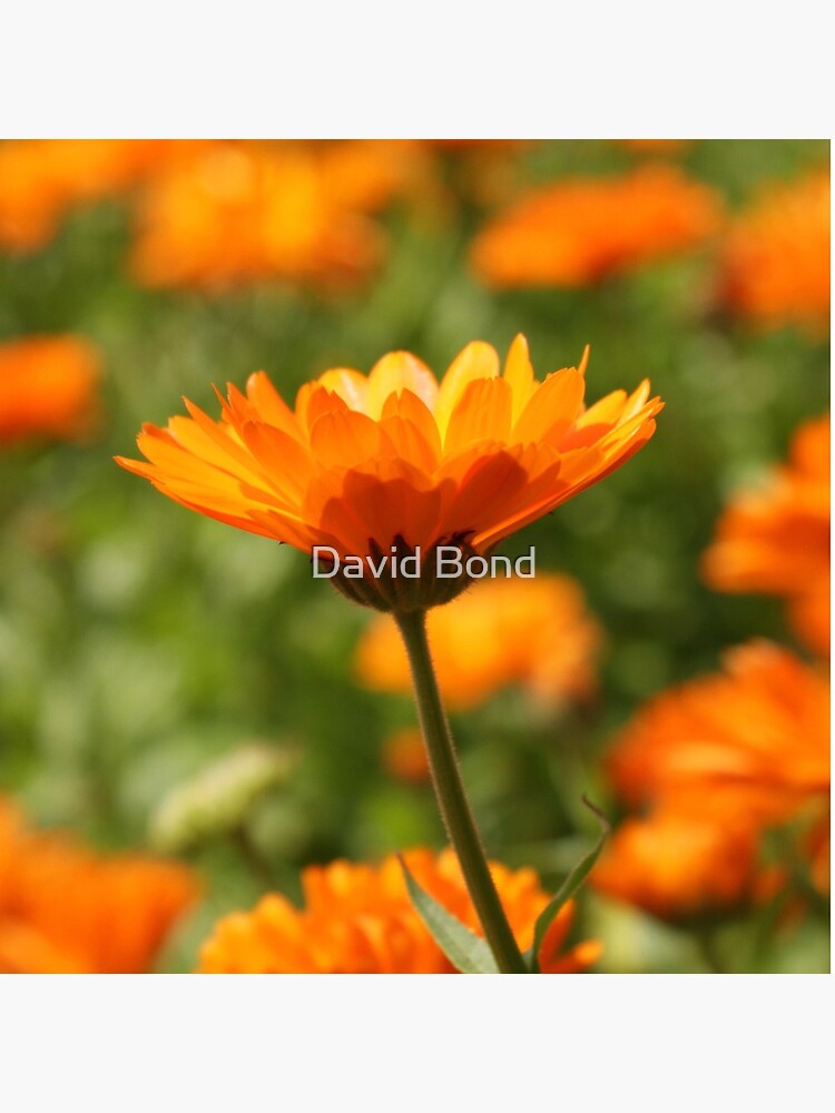 A photograph of a single orange flower in focus against a sea of other flowers by DaveBond