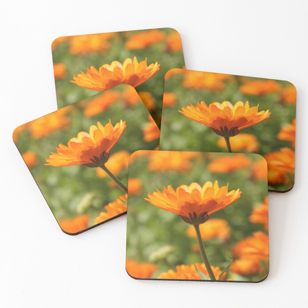 A photograph of a single orange flower in focus against a sea of other flowers Coasters (Set of 4)