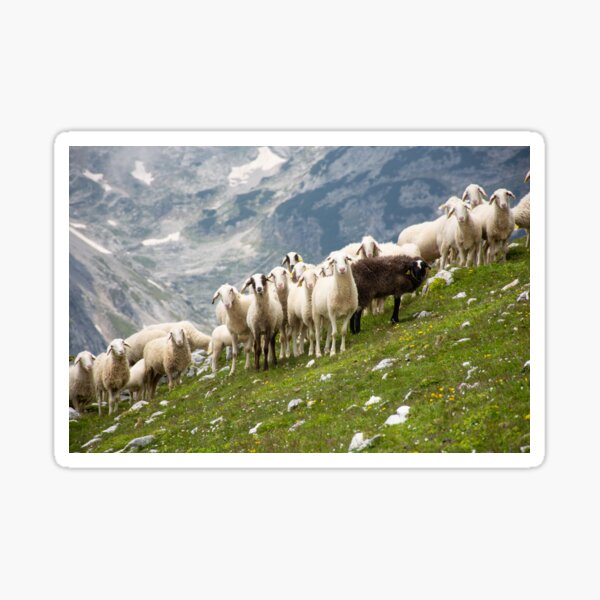 Sheep in the mountains Sticker