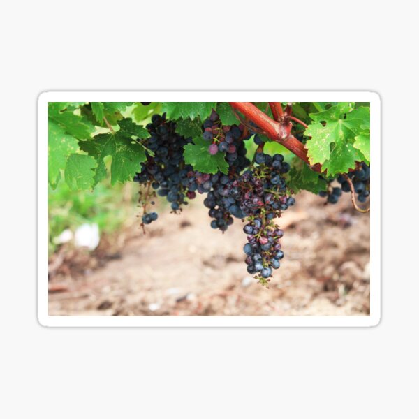 Niagara Vines Sticker