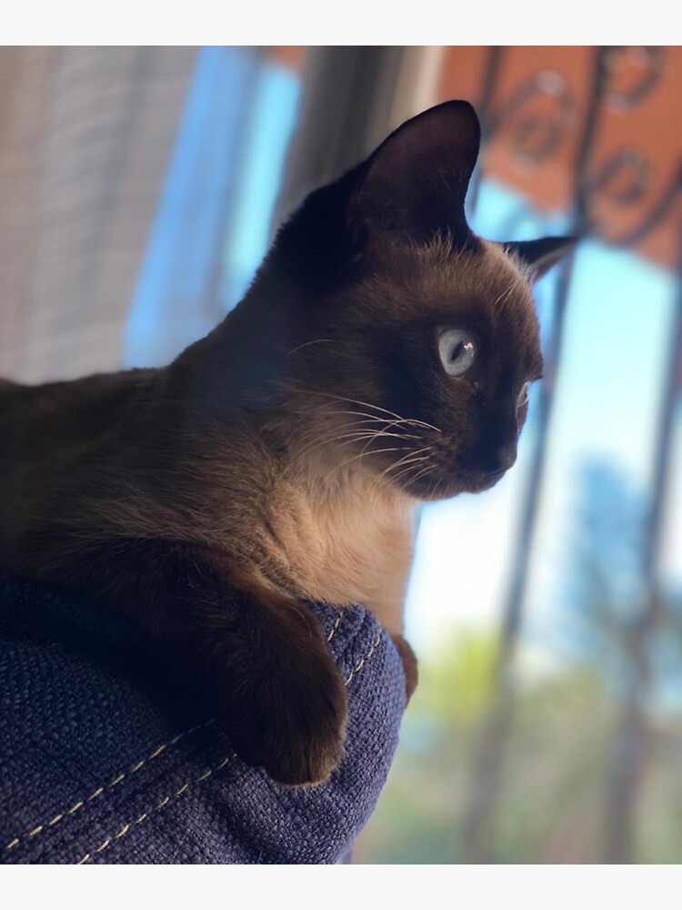 "Portrait cat Siamese ,cat cut kitten,adorable cat siames,gifts for cat