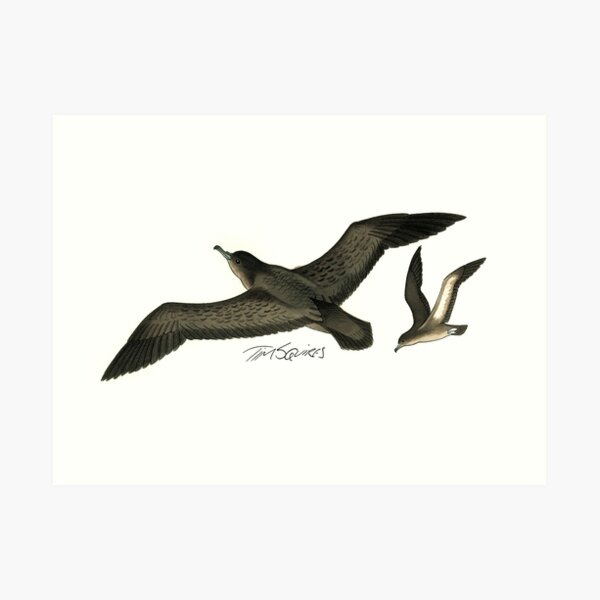Short-tailed Shearwater Art Print